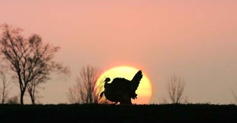 Wild Turkey Sunset.JPG